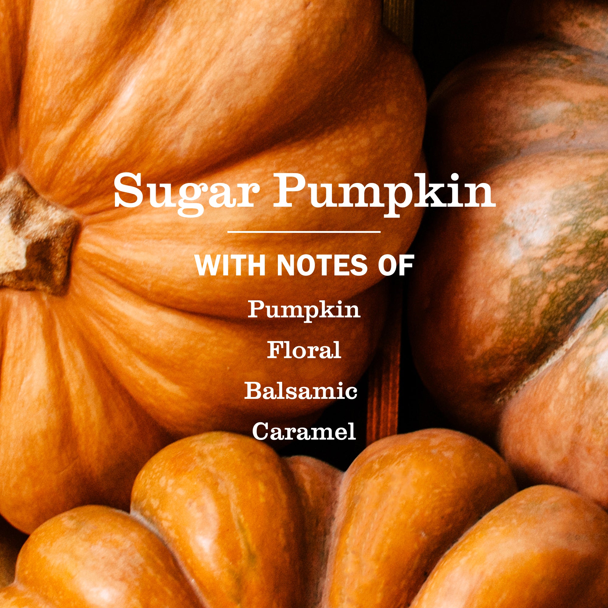 Sugar Pumpkin Collection - Image 2